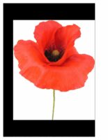 Red Poppy_ReferenceImages