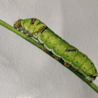 Caterpillar