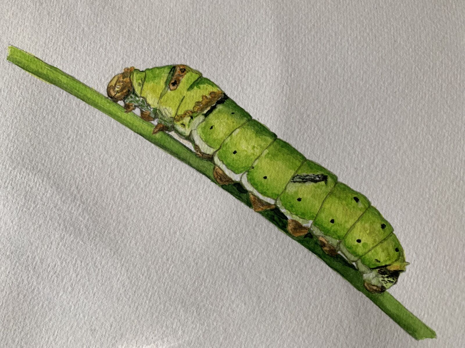 Caterpillar