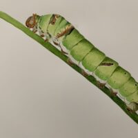 Caterpillar