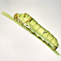 Caterpillar