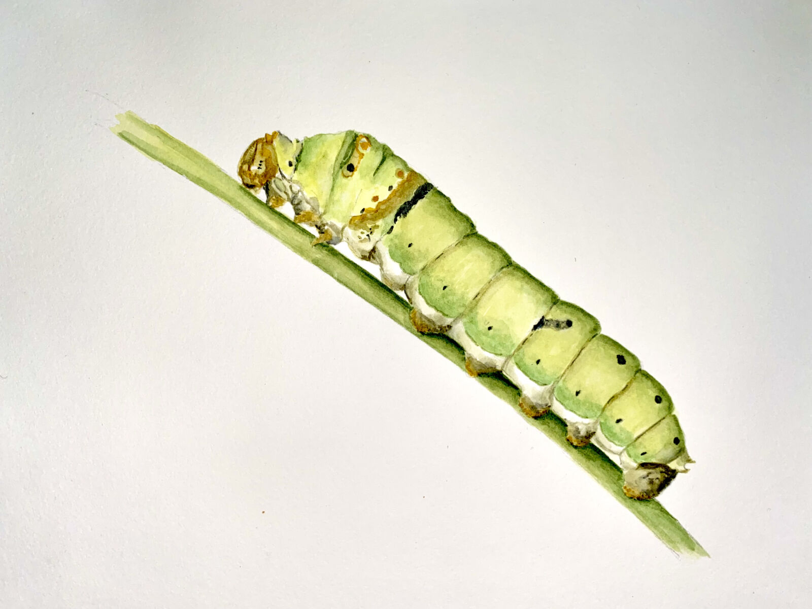 Caterpillar