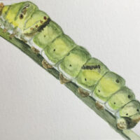 Caterpillar