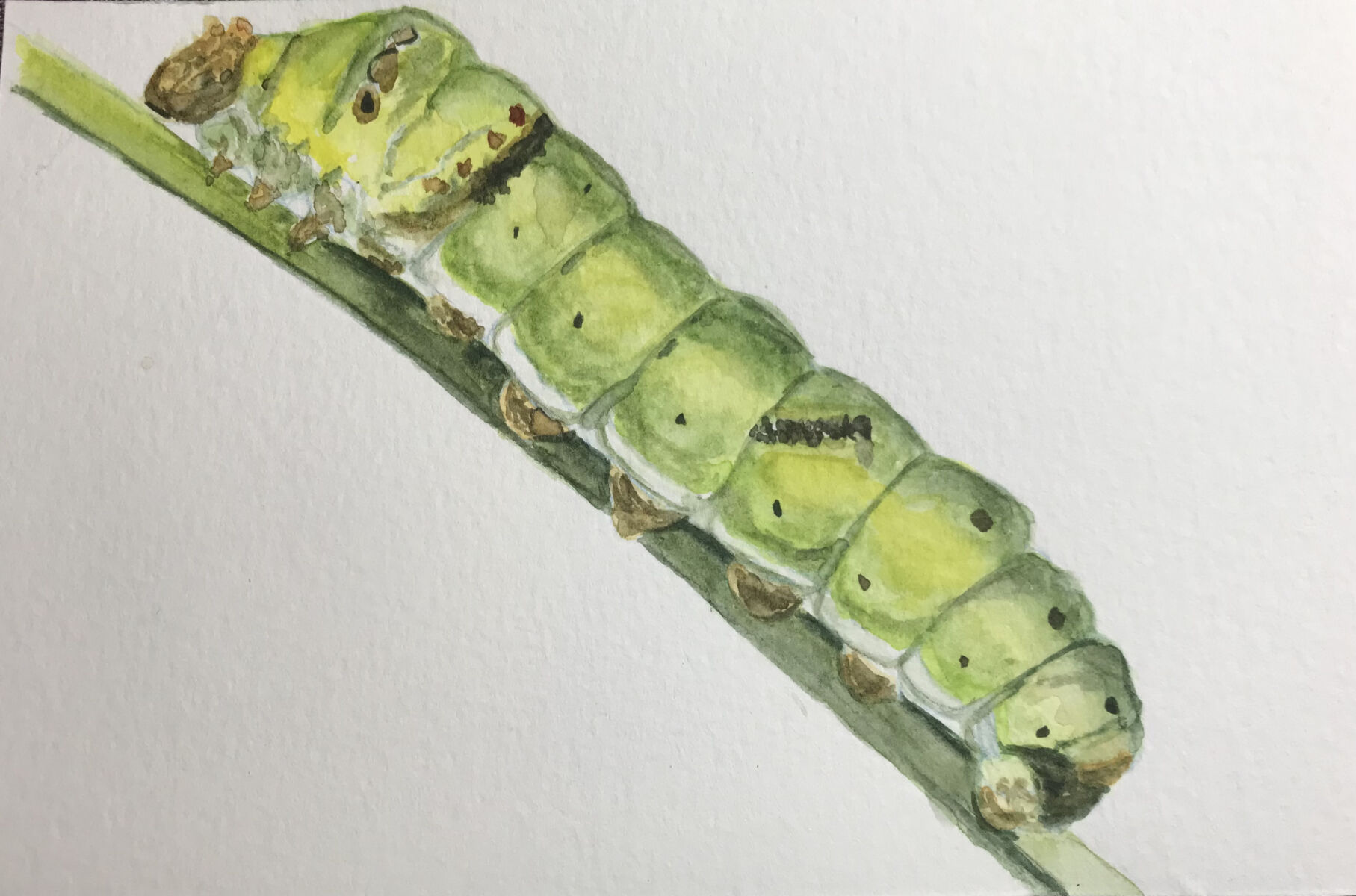 Caterpillar