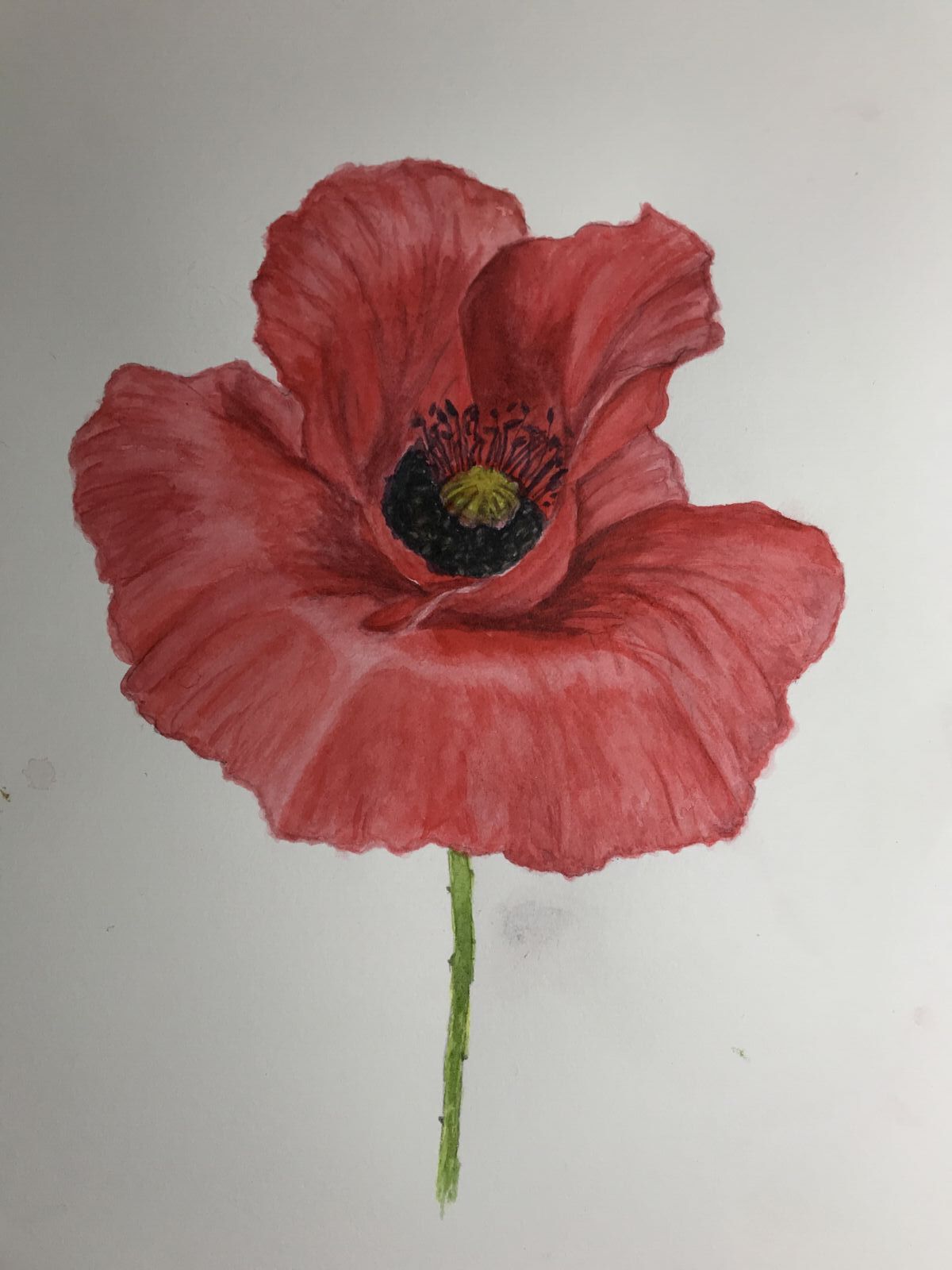 Red poppy