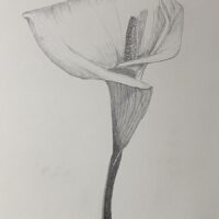 Calla Lily