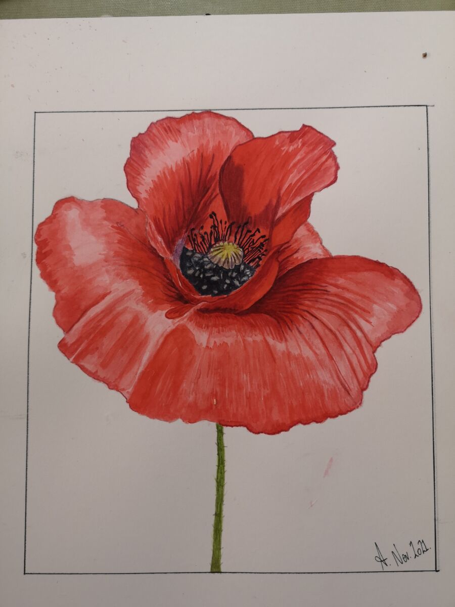 Remembrance Poppy