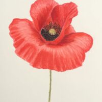 Red Poppy – Nov 2021