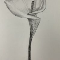 Calla Lilly