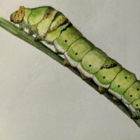 Caterpiller – Sept 2021