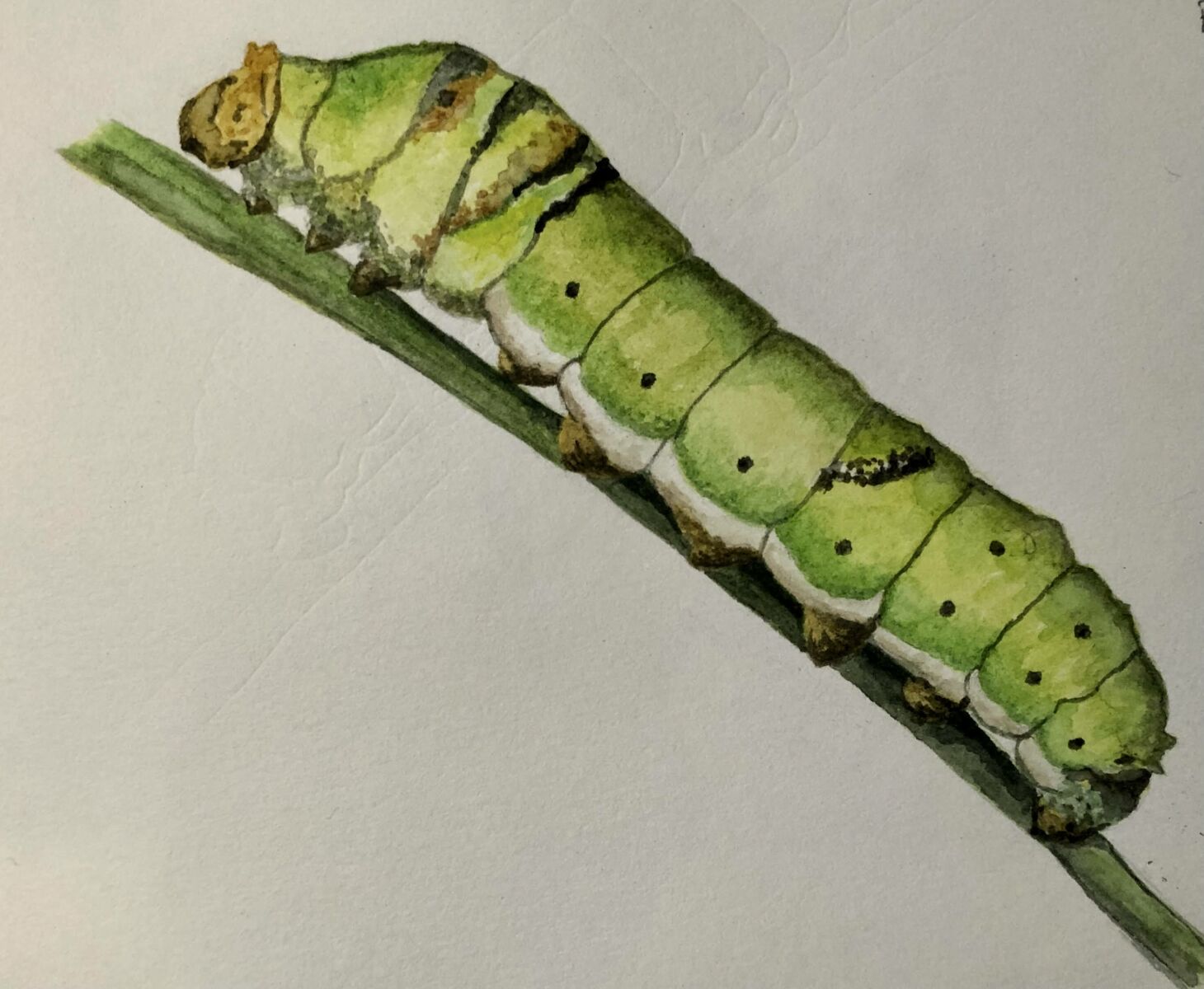 Caterpiller – Sept 2021