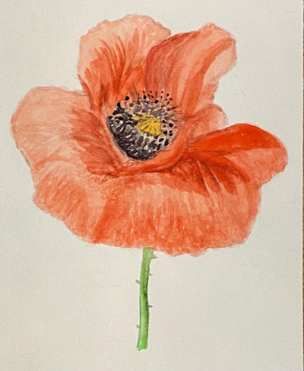 Red Poppy