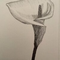 Calla Lily pencil drawing