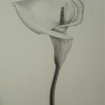 Calla Lilly 2