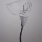 Calla Lilly