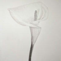 Calla Lily