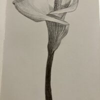 Calla Lilly