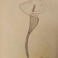 Cala Lily