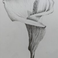 Calla Lily