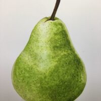 Kh’s Williams pear.