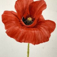 Red poppy