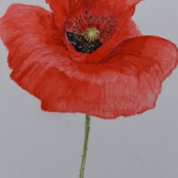 Red Poppy