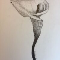 Calla Lily Dec 2022