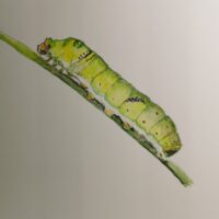 Caterpillar