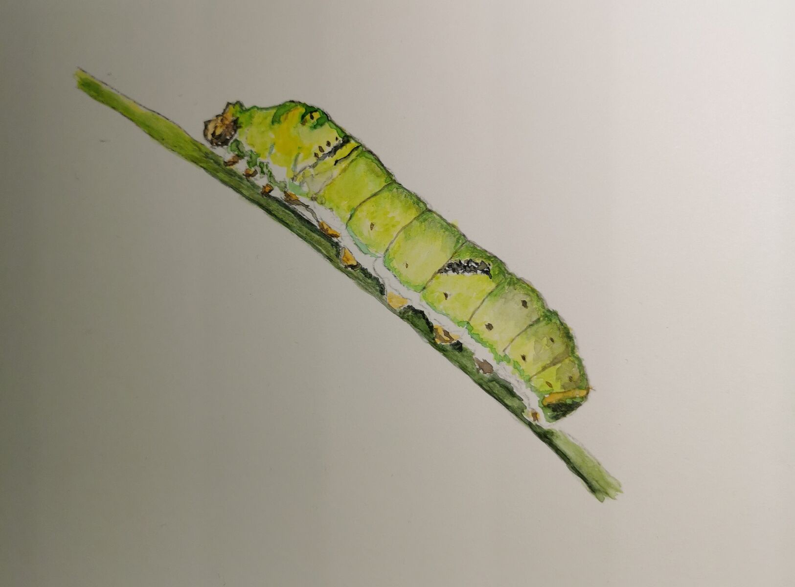 Caterpillar